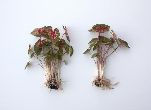 www.longfield-gardens.com