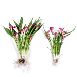 picasso calla lily plant Calla Lily Picasso - 3 bulbs