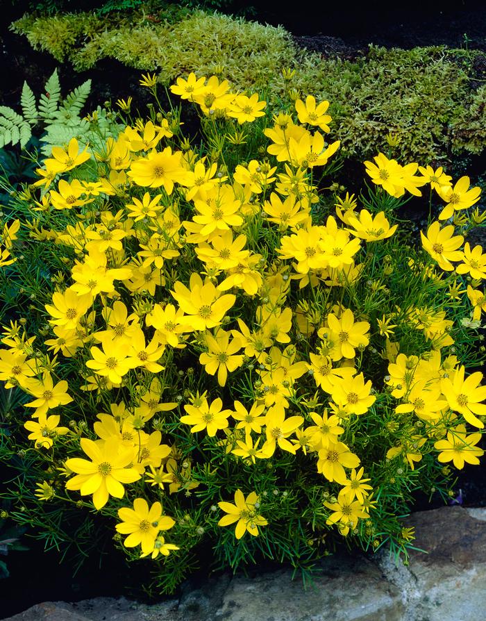 all-about-coreopsis2.jpg