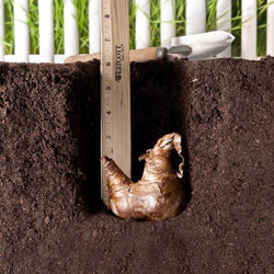 How to Design a Hummingbird Garden