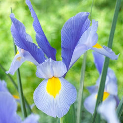 All About Dutch Iris