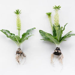 All About Eucomis
