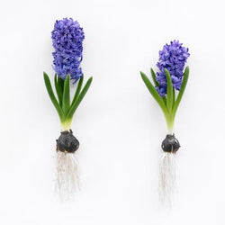 All About Hyacinths