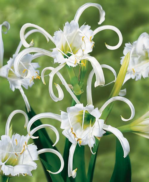 all-about-hymenocallis1.jpg