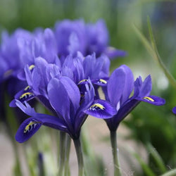 All About Iris Reticulata