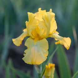 All About Iris