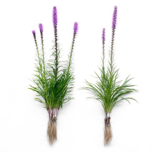 all-about-liatris1.jpg