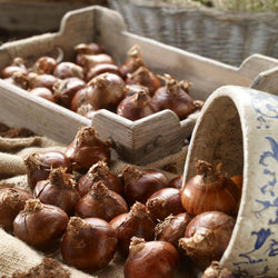 All About Paperwhites