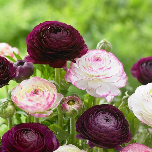 all-about-ranunculus5.jpg