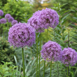 All About Alliums