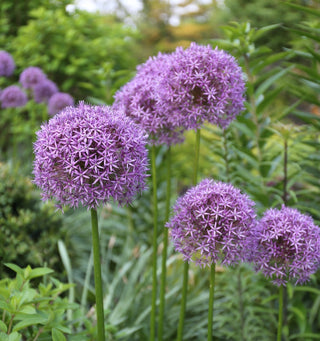 All About Alliums
