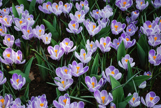 All About Crocus