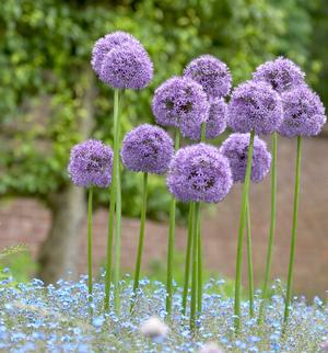 allium-for-every-garden-1.jpg