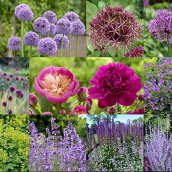 Allium Garden Design: Bountiful Blooms