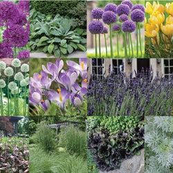 Allium Garden Design: Daring Forms