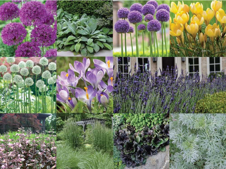 allium-garden-design-daring-forms-1.jpg