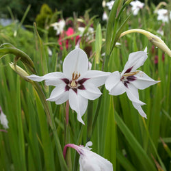 All About Acidanthera