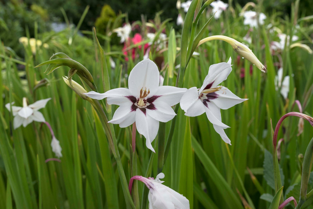 all-about-acidanthera