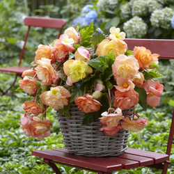 All About Begonias