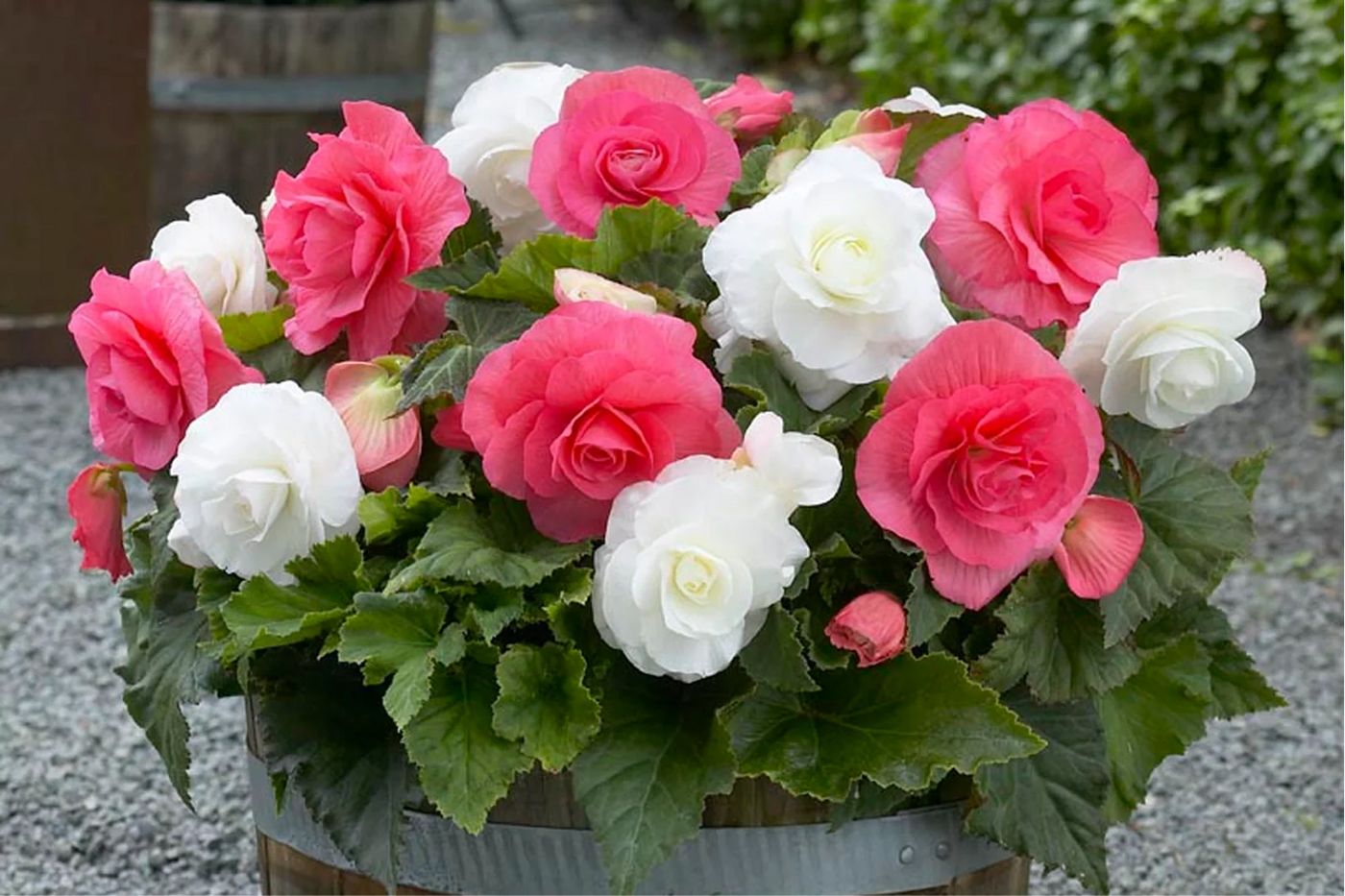 What Zone Do Begonias Grow In? A Guide to Success