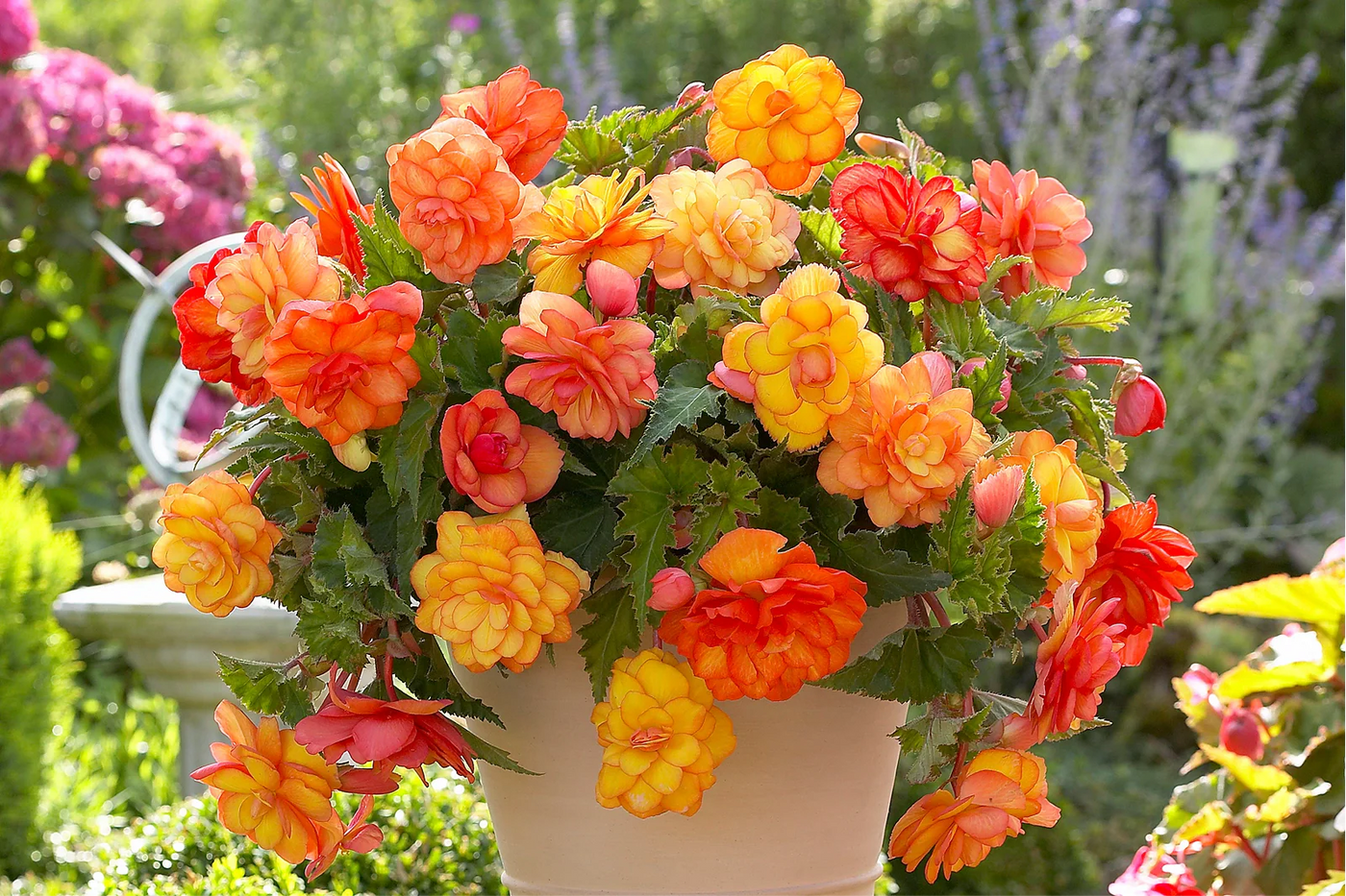 Begonia Escargot Indoor Care: A Simple Success Guide