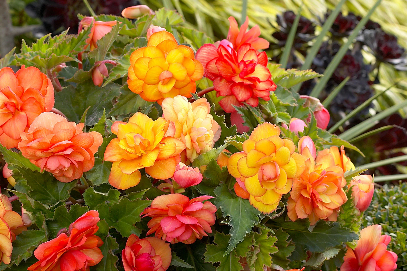 What is the Best Plant Food for Begonias?