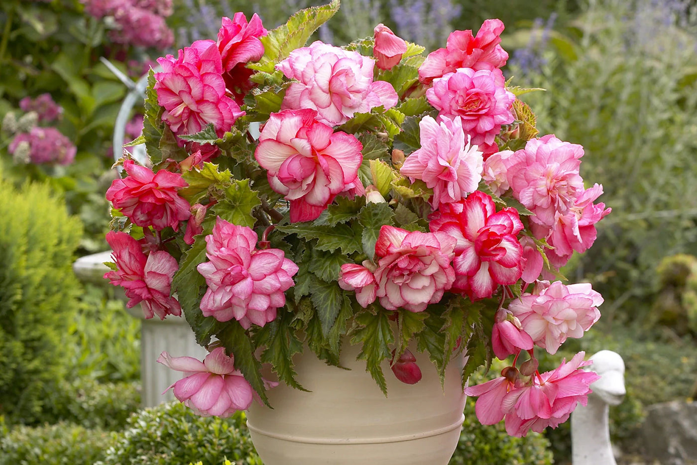 How to Grow Rex Begonia for Stunning Foliage