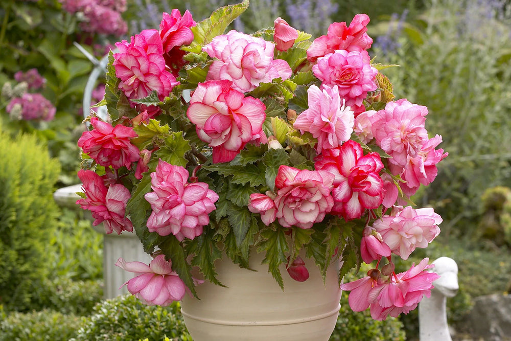 Is Rieger Begonia an Indoor or Outdoor Plant?