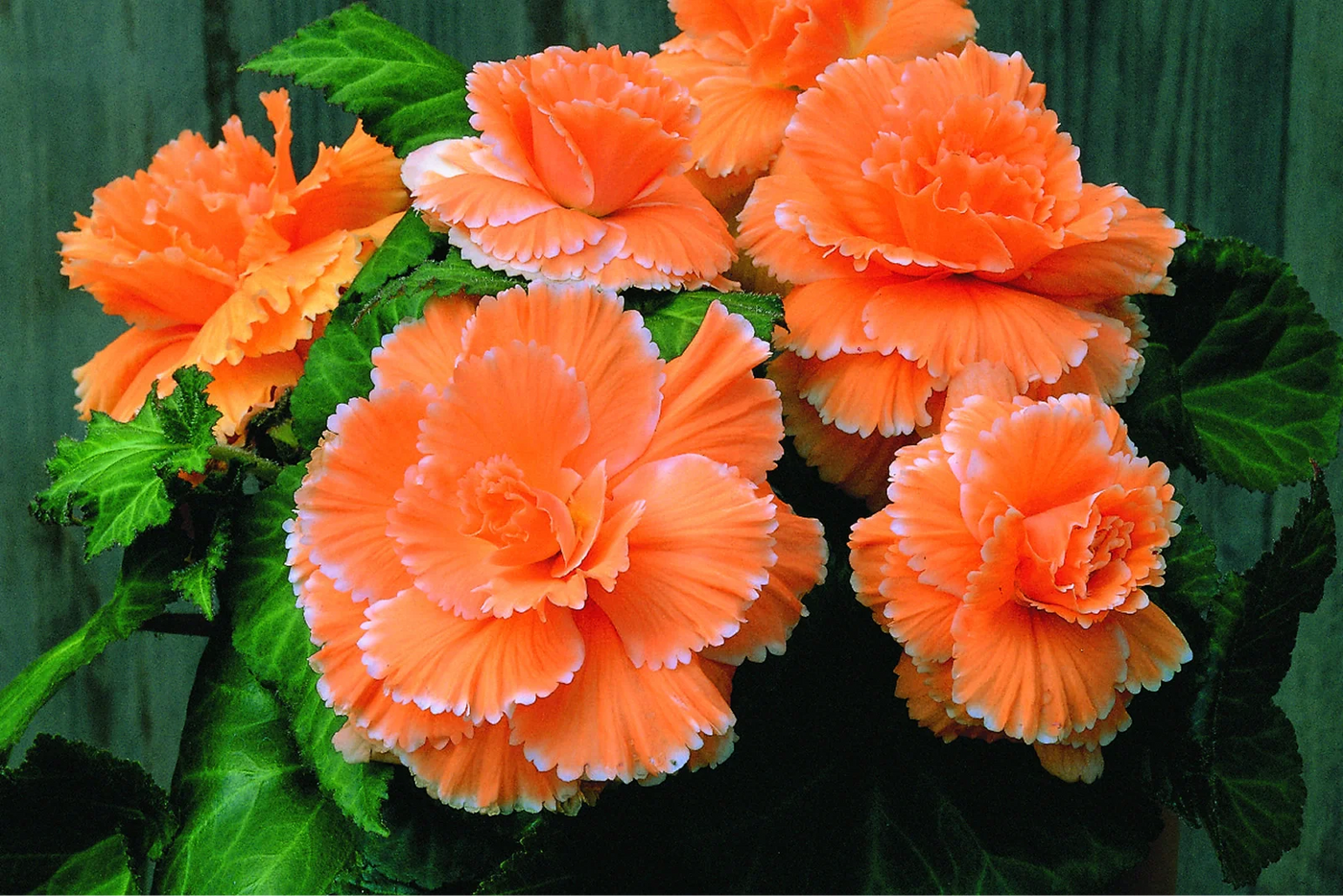 How to Take Care of Begonia Plants for Best Results