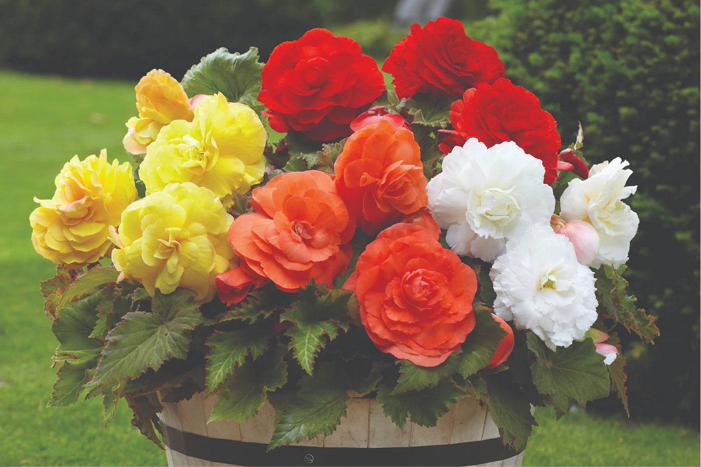 What Do Begonias Need to Grow for Best Results