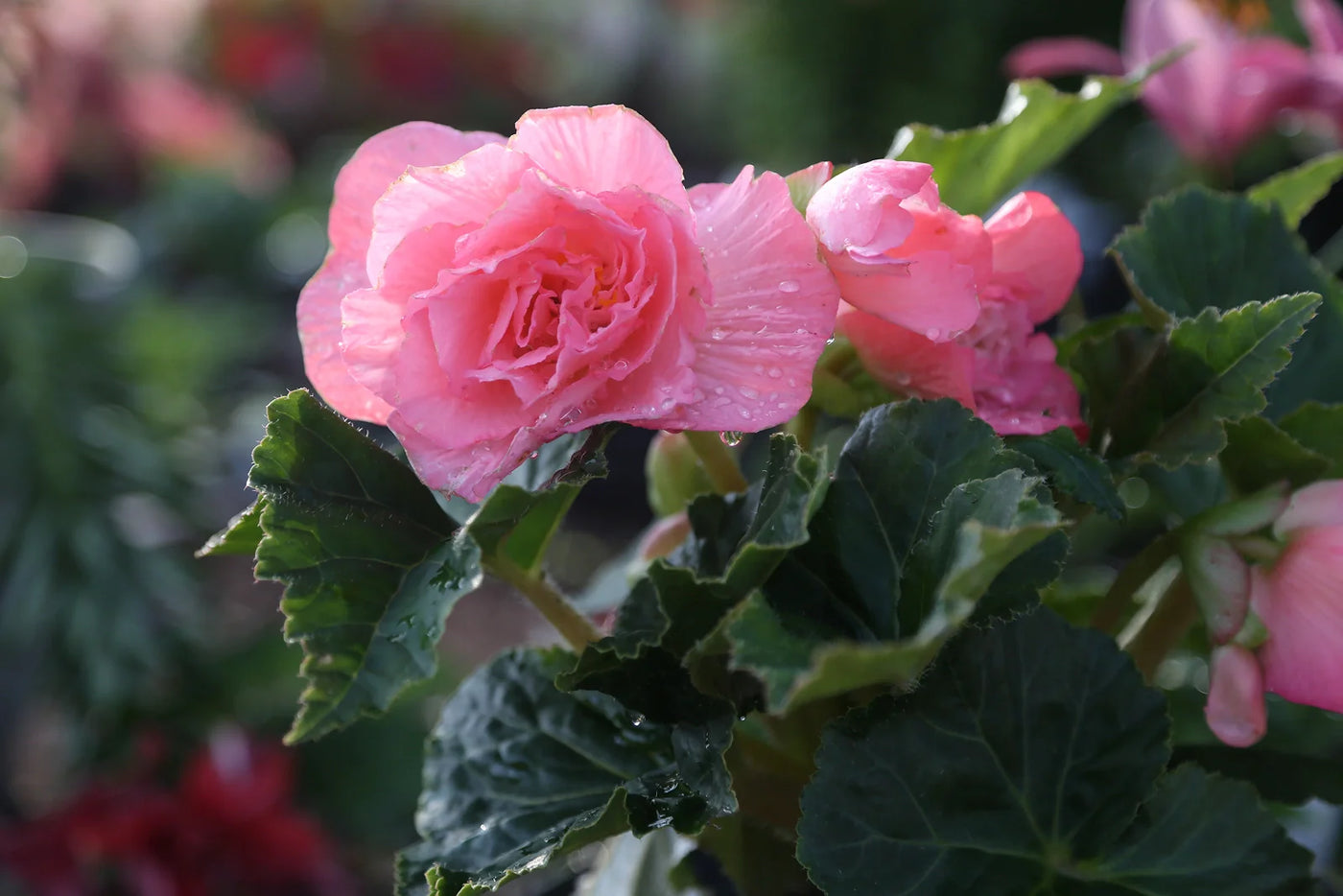 How to Grow Rex Begonias Indoors