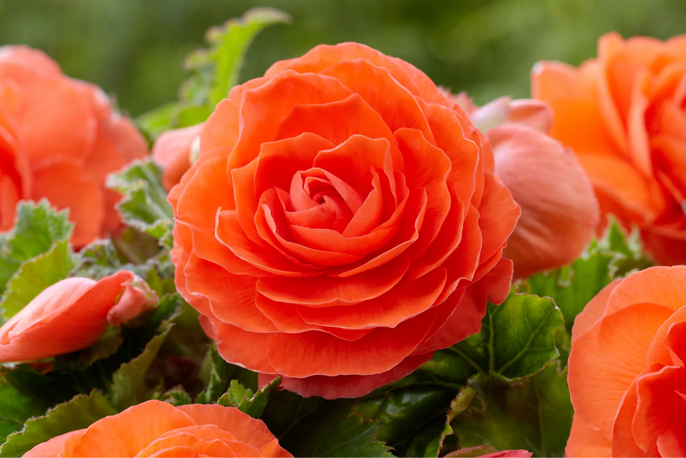 How Deep Should Begonias Be Planted for Success