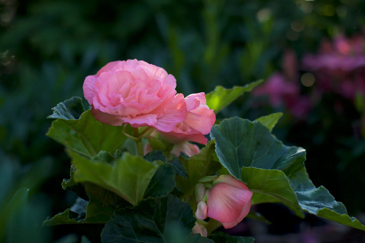 How to Plant a Begonia Hanging Basket