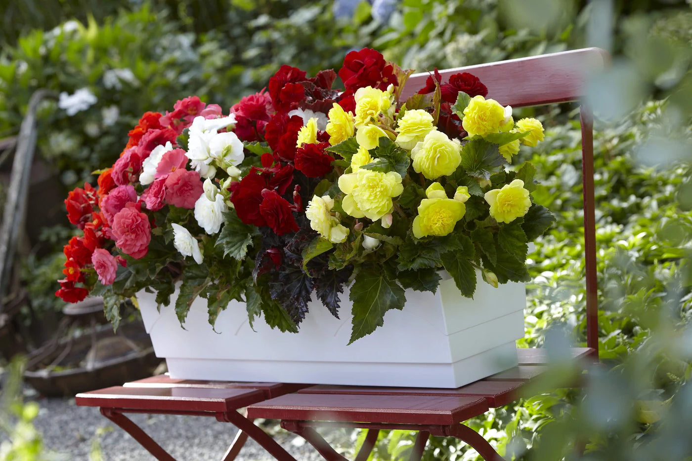 How to Grow Begonias from Leaf Cuttings for More Plants