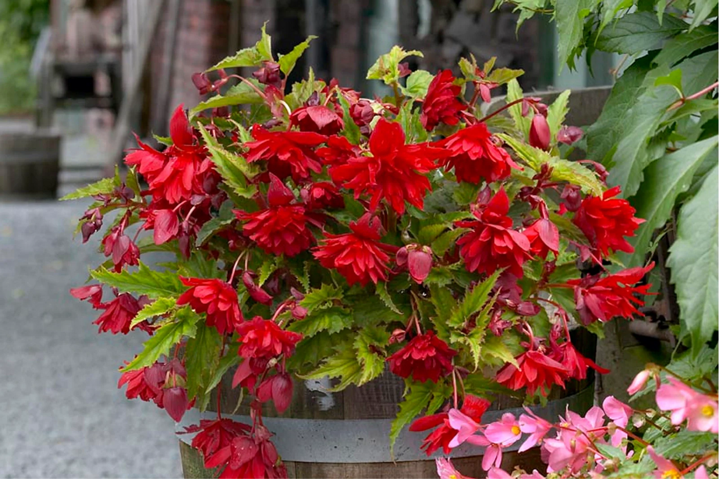 Success with Begonia Maculata Indoor Care: A Practical Guide