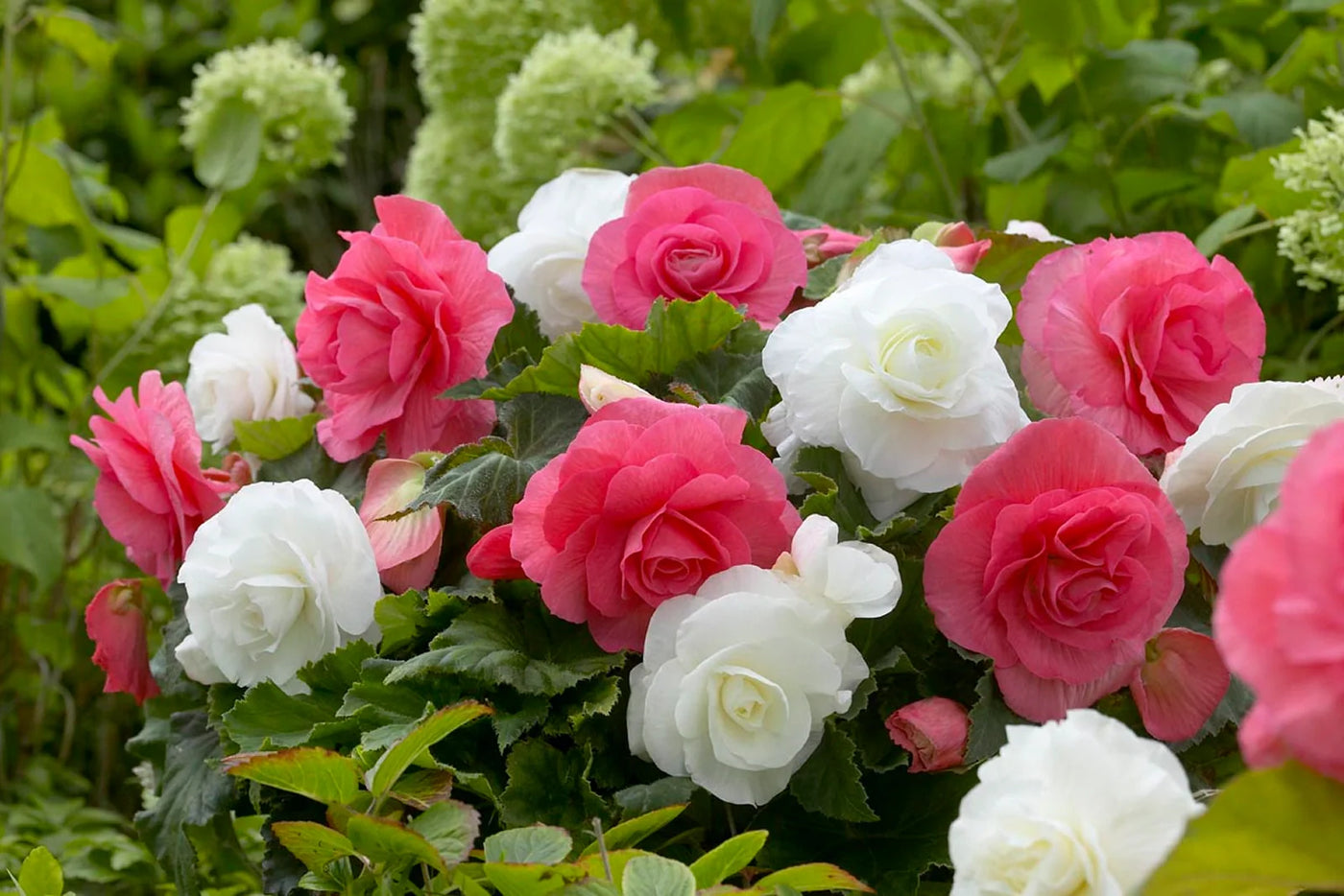 How Wide Do Begonias Grow: A Complete Spacing Guide