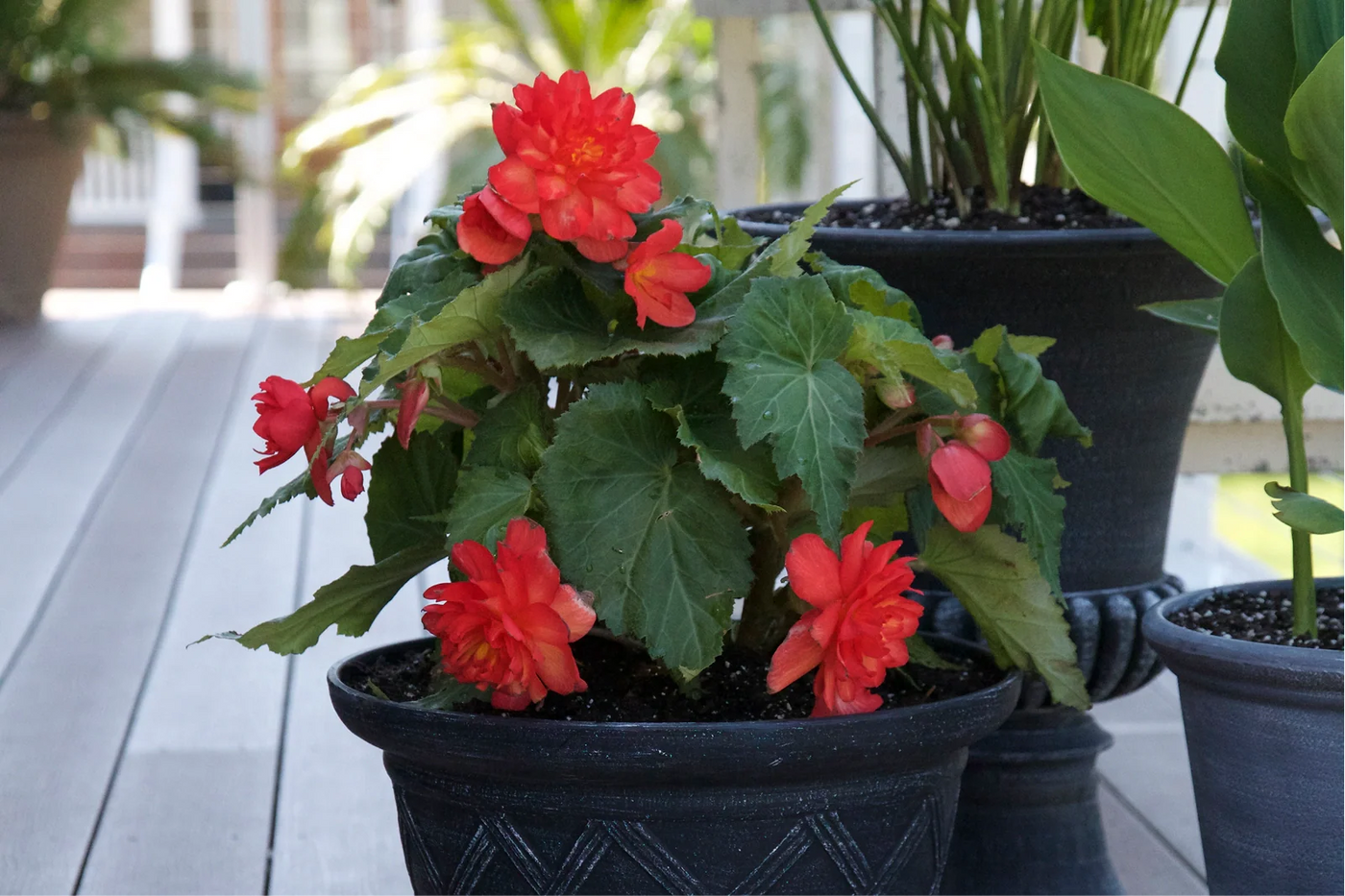 Tuberous Begonia Growing Conditions
