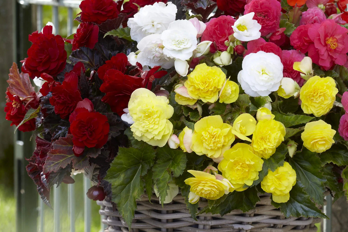 How to Grow and Care for a Beautiful Begonia Plant