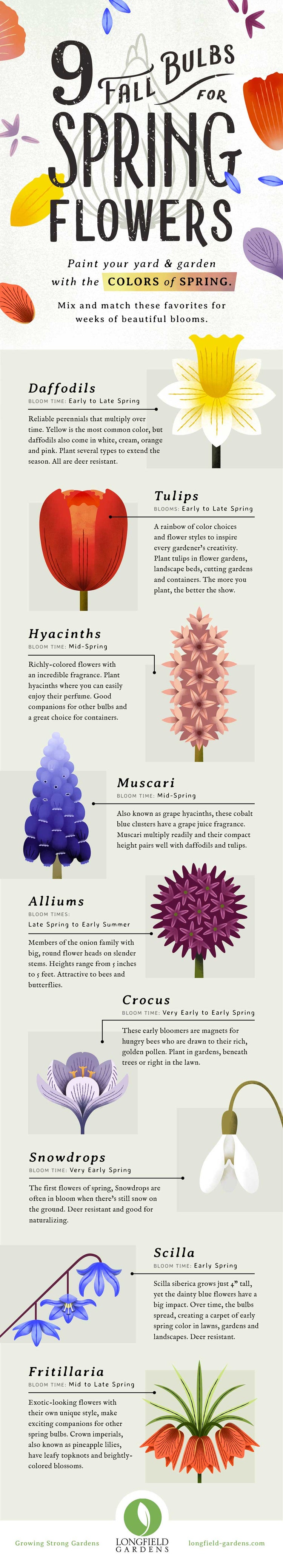 best-fall-bulbs-for-spring-flowers.jpg