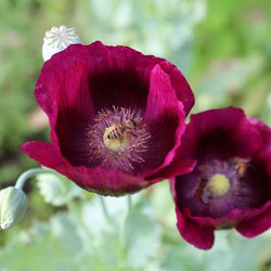 Best Flowers for Bees