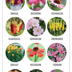 Best Flowers for Butterflies and Hummingbirds