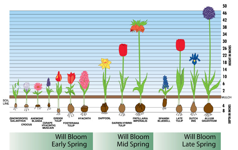 Bloom Time