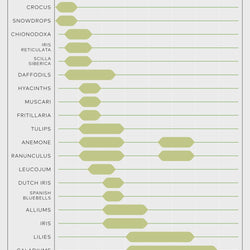 Bloom Time Planning Guide for Spring and Summer Flower Bulbs