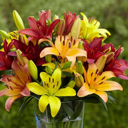 Bloom Times for Lilies