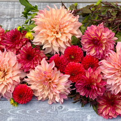 Can Dahlias Change Color?