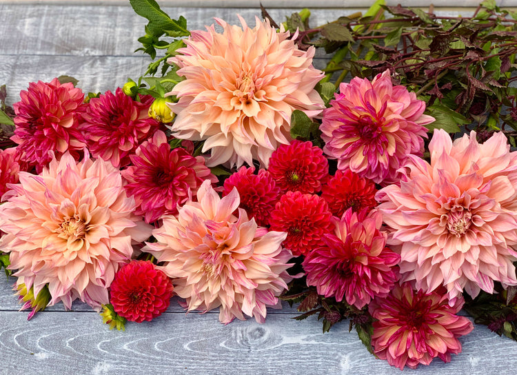 can-dahlias-change-color1.jpg