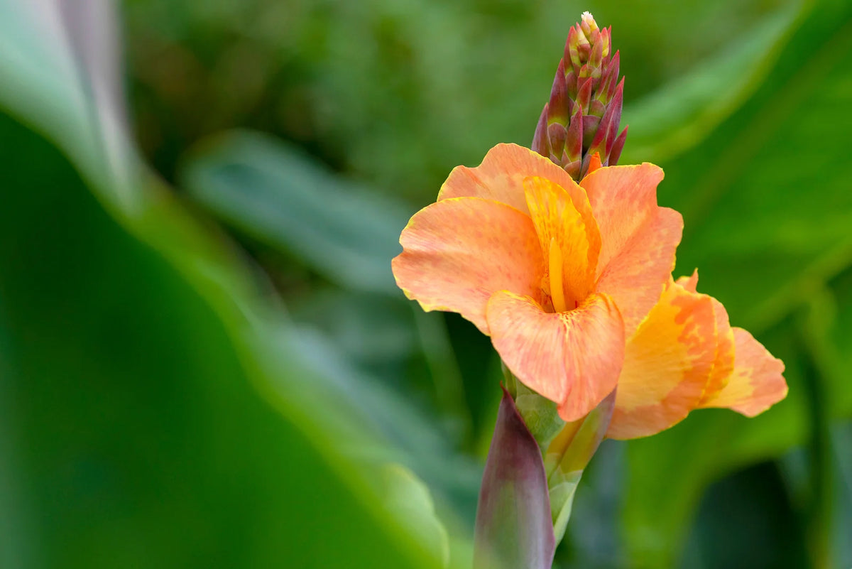 Saving Canna Bulbs Over Winter: A Simple Step-by-Step Guide