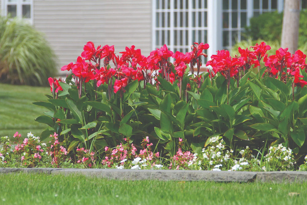When Do Cannas Start Growing? A Guide to Spring Success