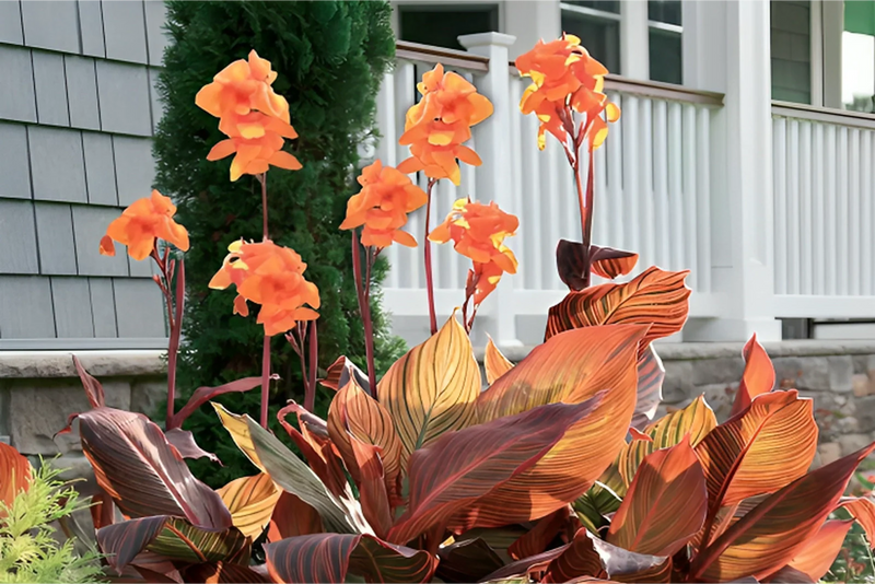 When Will My Canna Lily Grow Back