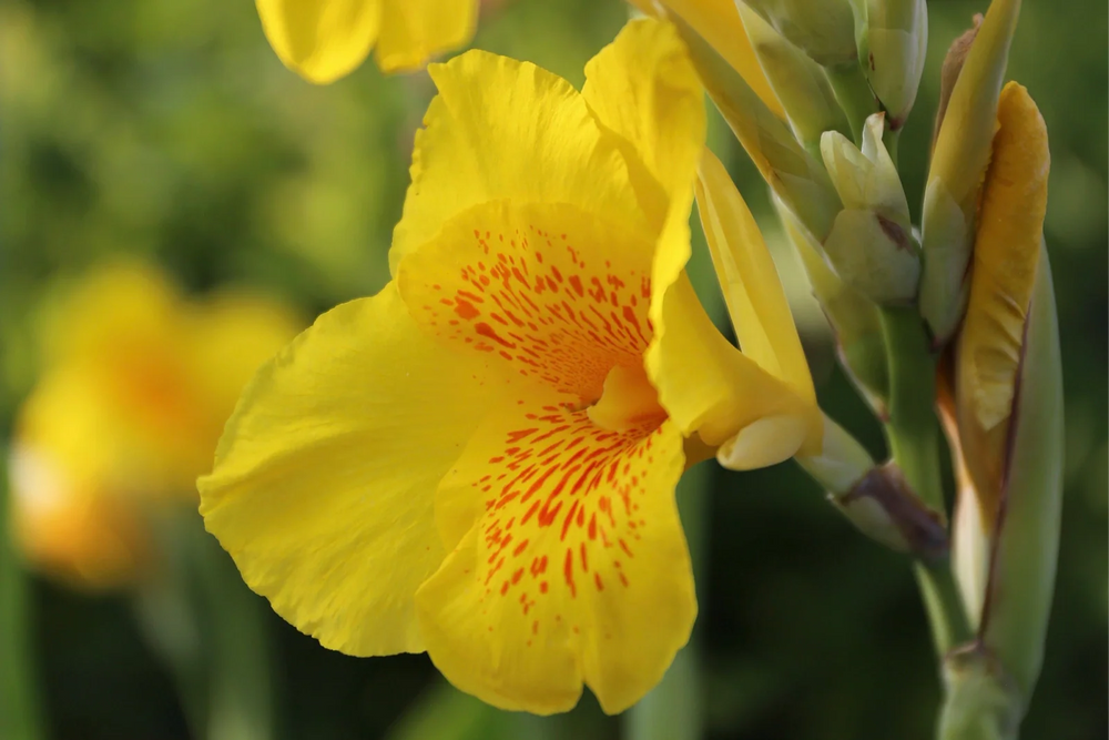 When Do Canna Lilies Start Growing: A Timing and Care Guide